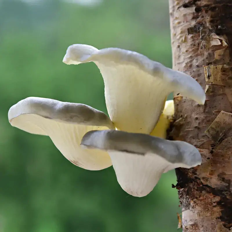 Artificial Mushroom Tree Decor