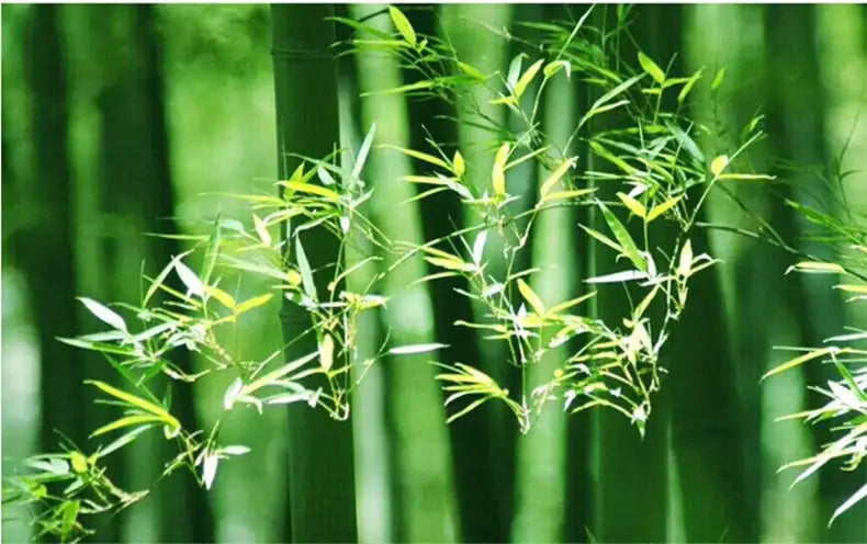 Bamboo Tiered Pendant Lamp