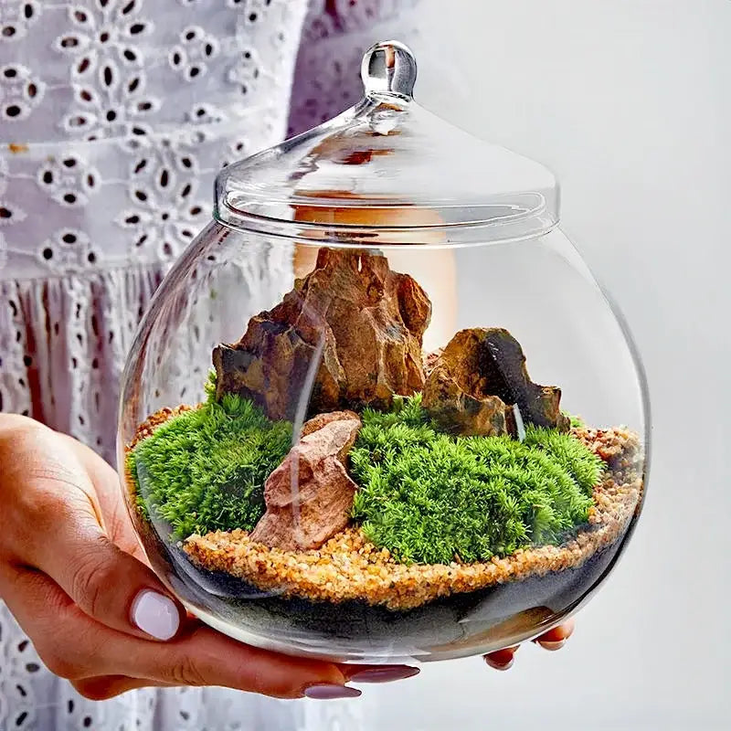 Glass Moss Ball Terrarium