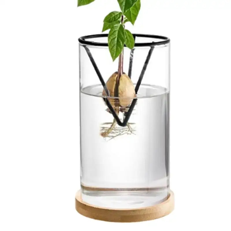 Glass Hydroponic Avocado Vase
