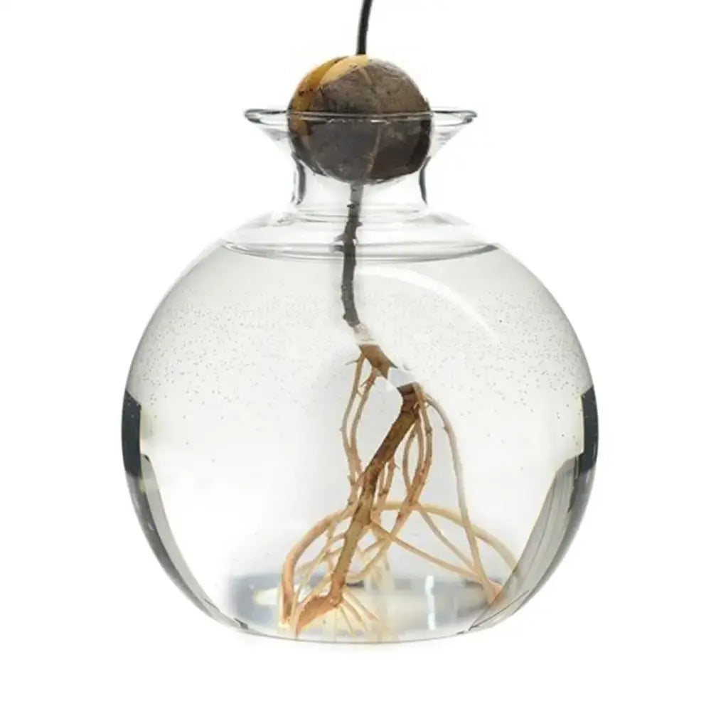 Clear Glass Hydroponic Vase