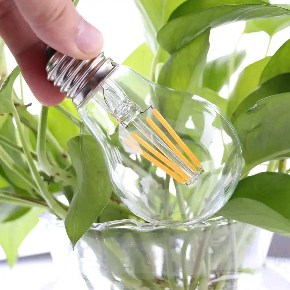 Warm White Edison LED Bulbs