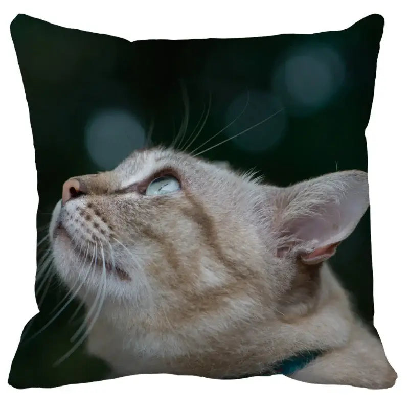 Black Cat Bubble Cushion Cover