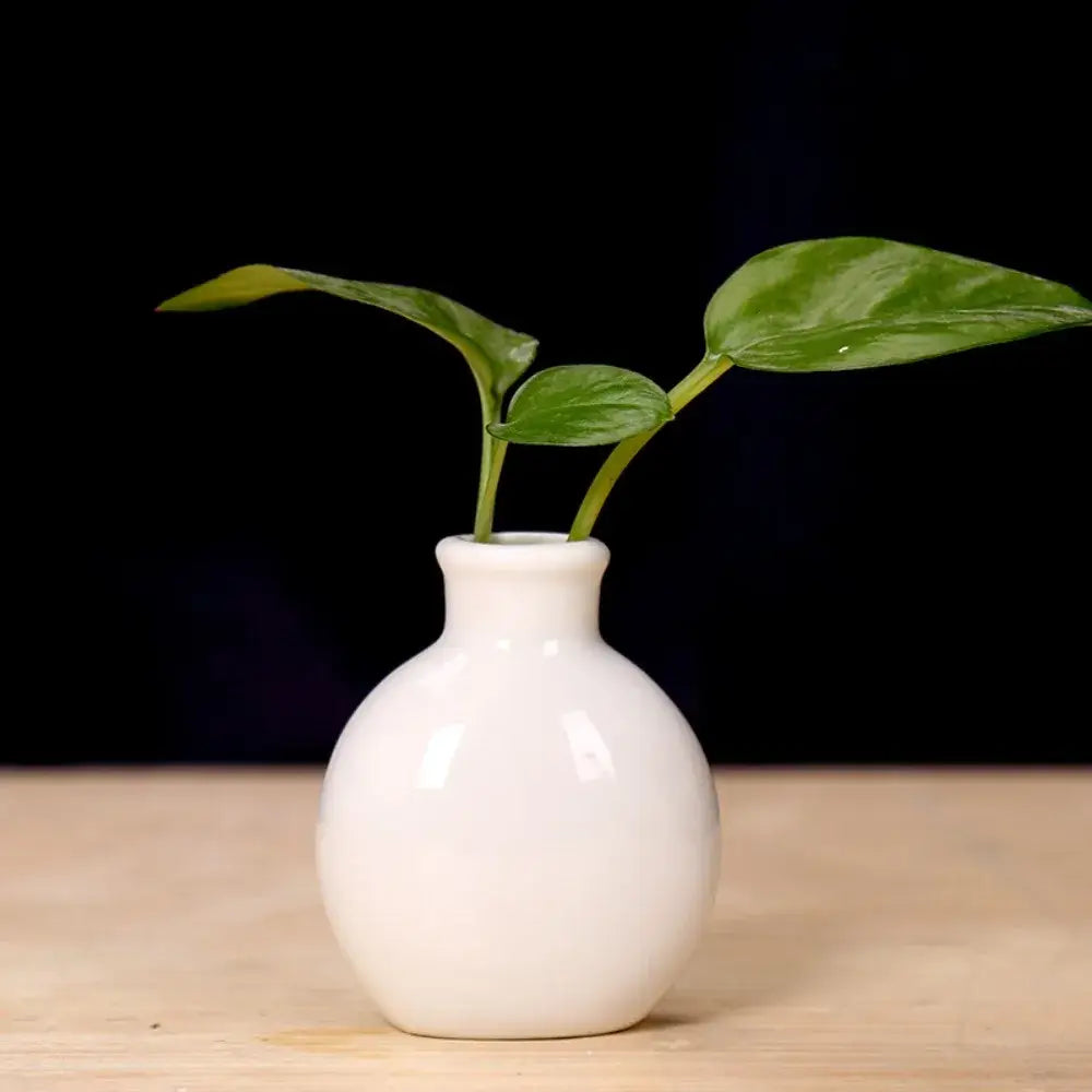 Mini Ceramic Vase Set
