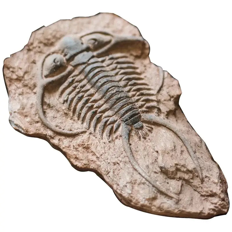 Resin Fossil Fridge Stickers