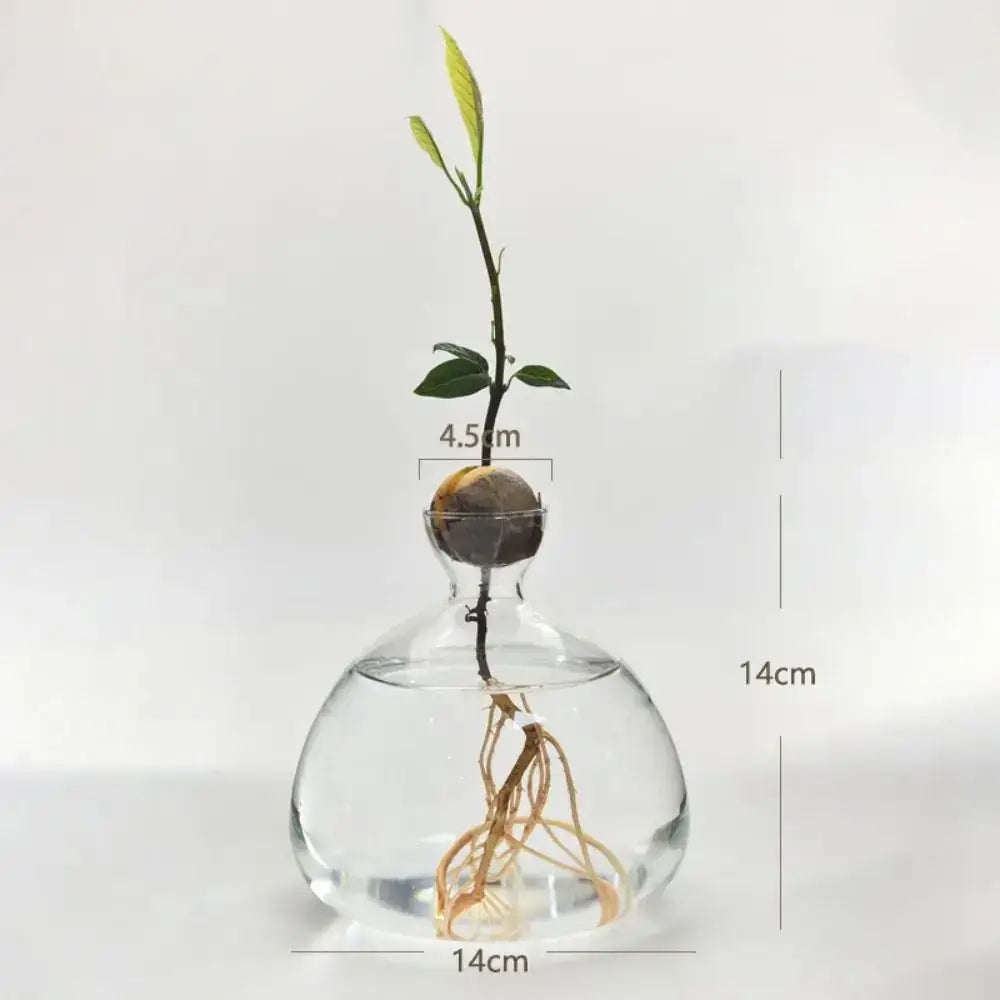 Clear Glass Avocado Vase