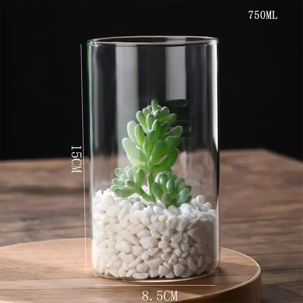 Glass Cylinder Hydroponic Vase