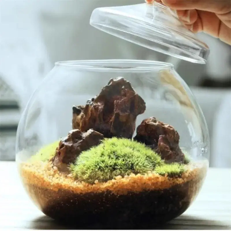 Glass Moss Ball Terrarium