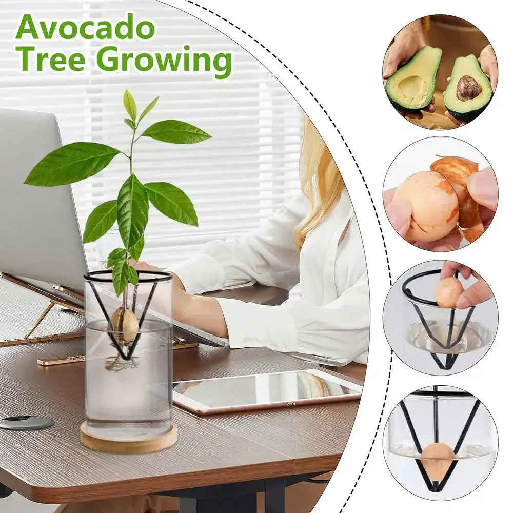 Glass Hydroponic Avocado Vase