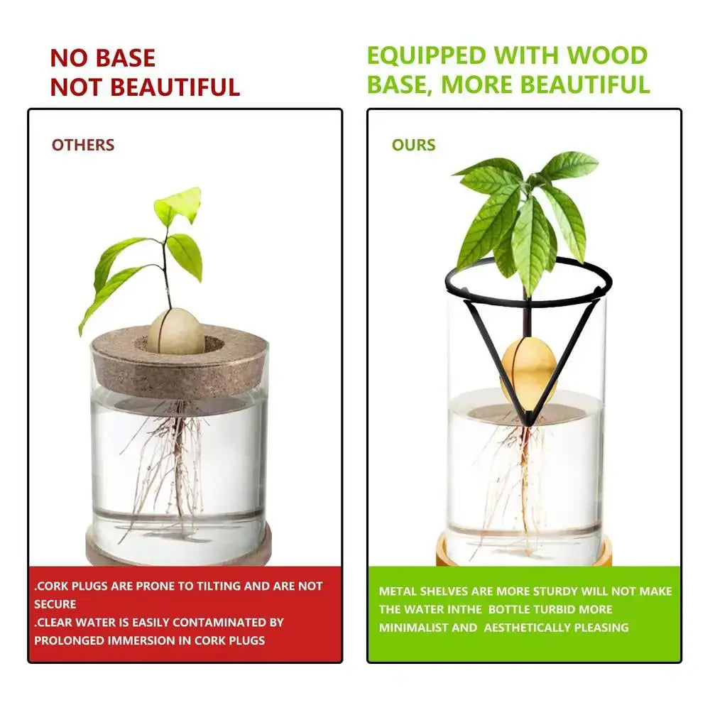 Glass Hydroponic Avocado Vase