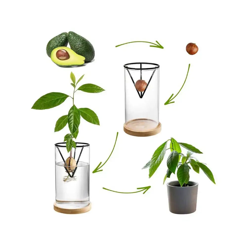 Glass Hydroponic Avocado Vase