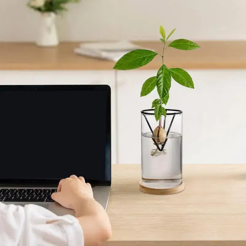 Glass Hydroponic Avocado Vase