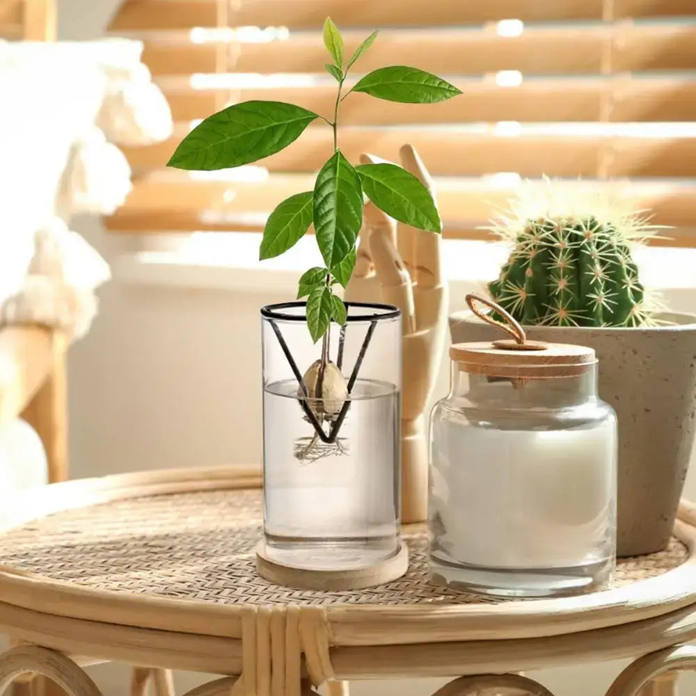 Glass Hydroponic Avocado Vase
