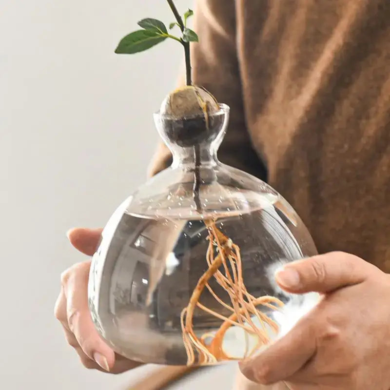 Clear Glass Hydroponic Vase