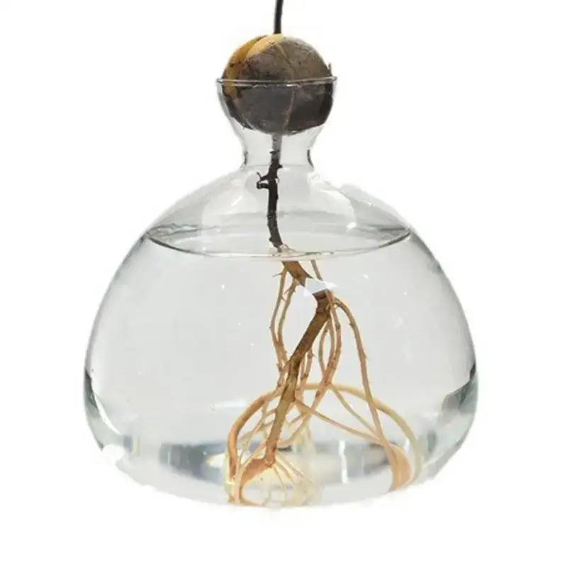 Clear Glass Hydroponic Vase